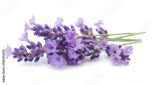 A bunch of lavender flowers arranged elegantly.