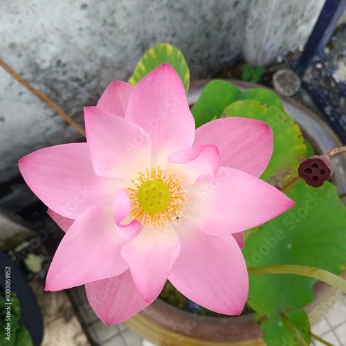 Pink Lotus Flower in Full Bloom