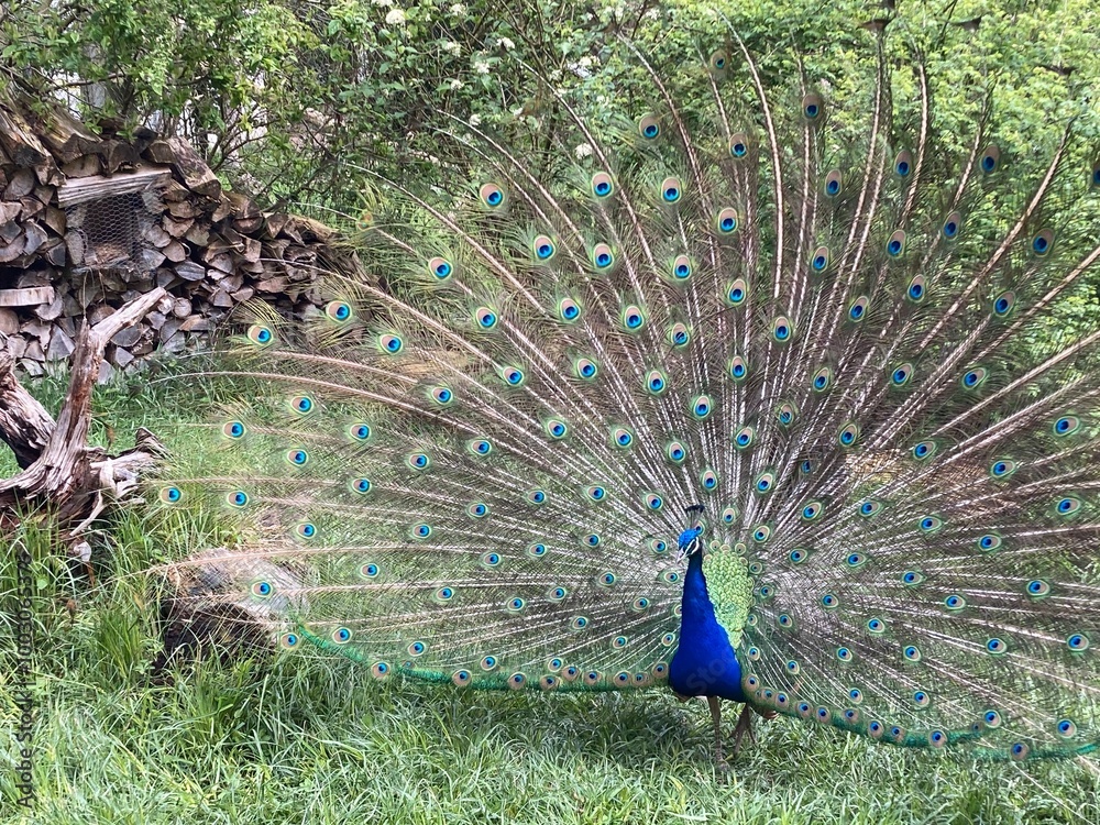 Obraz premium peacock in the park