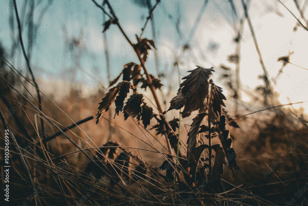 Fototapeta premium Dry grass background. Dry grass texture. Dry grass background.