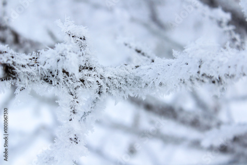 Snow and rime ice on the branches of bushes. Beautiful winter background with trees covered with hoarfrost. Plants in the park are covered with hoar frost. Cold snowy weather. Cool frosting texture.