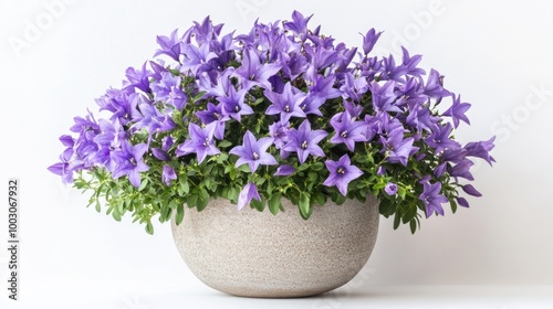 A vibrant display of purple flowers in a textured pot, enhancing indoor aesthetics.