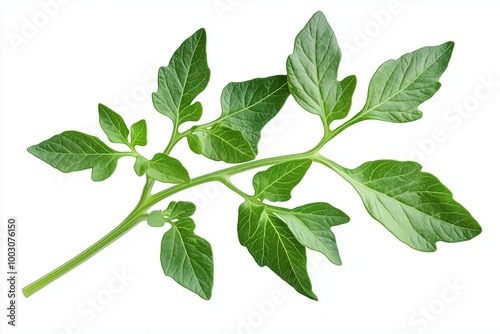 Vibrant green tomato leaf with intricate details against a clean white background