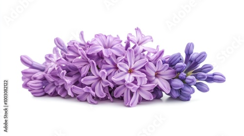 Wallpaper Mural A cluster of vibrant lilac flowers arranged artfully on a white background. Torontodigital.ca