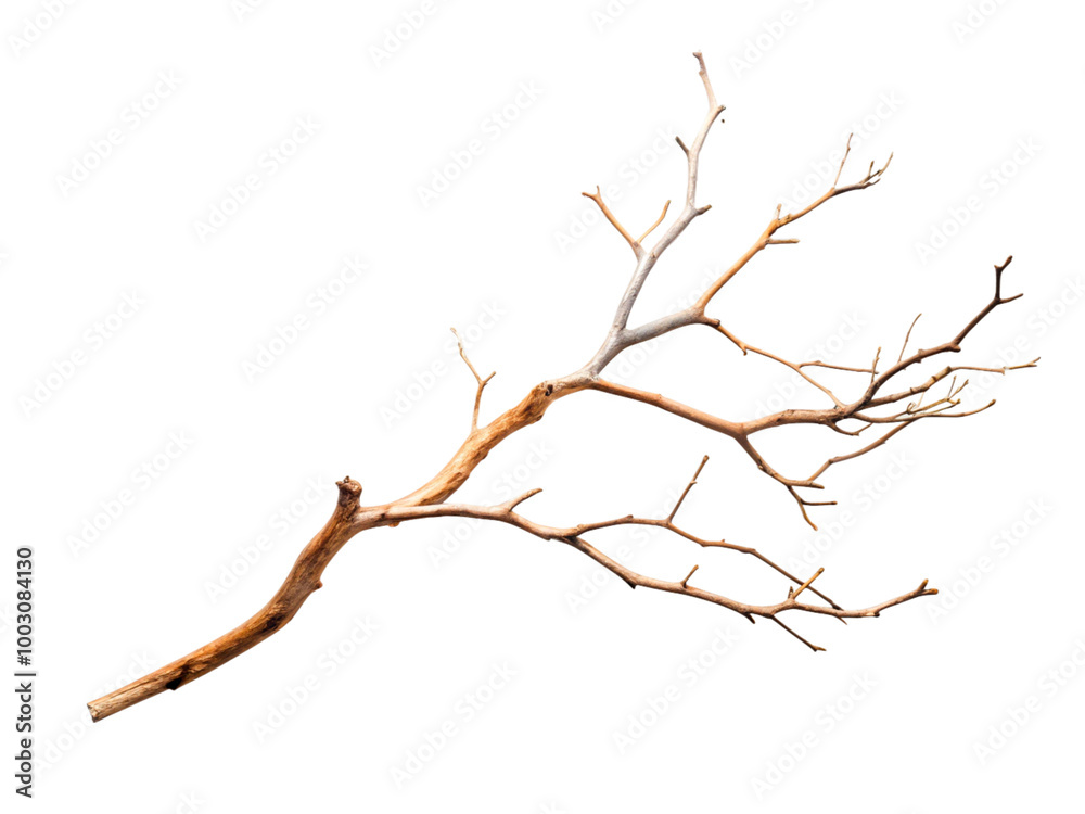Fresh Green Branch with Vibrant Leaves Isolated on Black Background – Nature and Botany Concept transparent background Fresh Green Branch with Vibrant Leaves Isolated on Black Background – Nature and Botany Concept transparent background