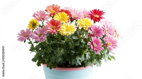 A colorful pot of daisies showcasing vibrant flowers in a decorative container.