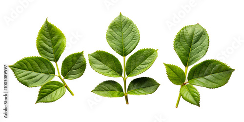 Fresh rose leaf Branch with Vibrant Leaves on transparent background-Nature and Botany Concept