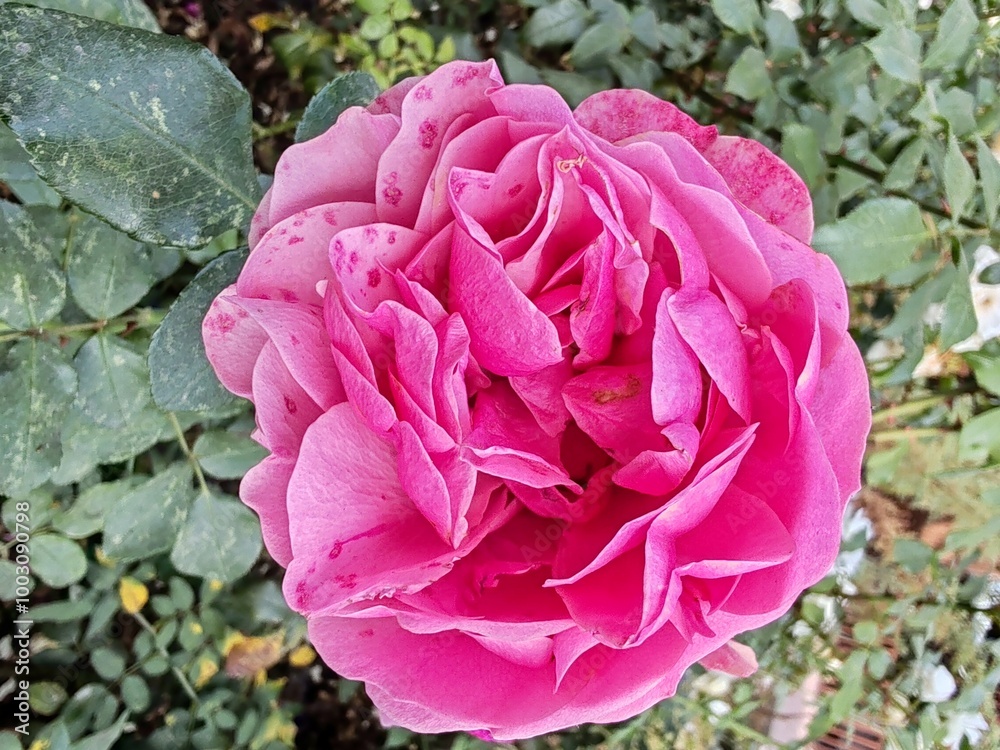 Obraz premium Pink Peony on Green Background Beauty Photography 