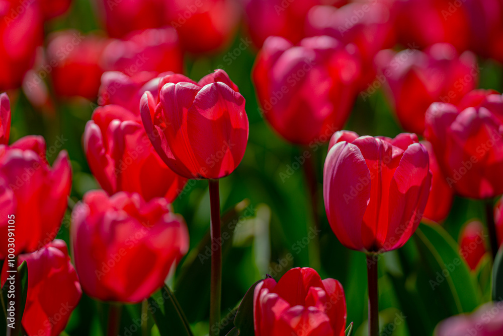 Red Tulip flower in tulip field at spring day. Colorful vivid pink tulips in the park. Spring landscape. Red tulip garden in spring. The Tulip. Beautiful bouquet of tulips in spring nature. Close up Red Tulip flower in tulip field at spring day. Colorful vivid pink tulips in the park. Spring landscape. Red tulip garden in spring. The Tulip. Beautiful bouquet of tulips in spring nature. Close up