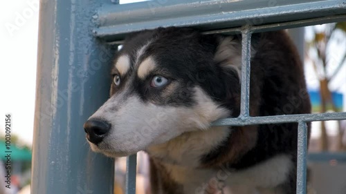 Close up of young siberian husky dog looking out from the window of cage. Domestic animal sticks her head out of cage and watching to srounding. Slow motion photo