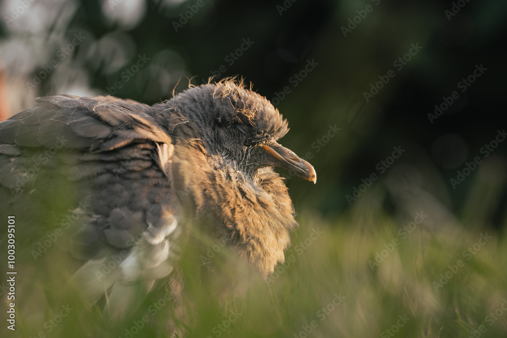 Young pigeon sitting on grass, baby bird closeup Young pigeon sitting on grass, baby bird closeup
