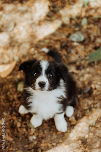 Black and white border collie puppy sitting in the park