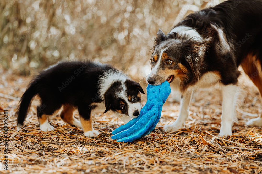 Obraz premium Mother and puppy border collies playing in the park