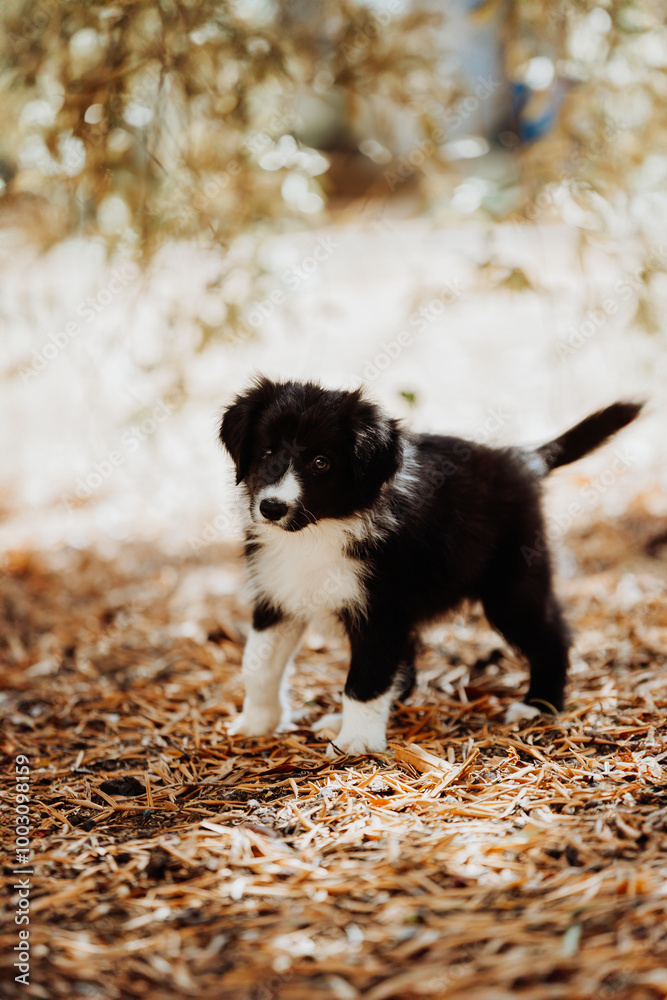 Obraz premium Black and white border collie puppy in the park with one eye