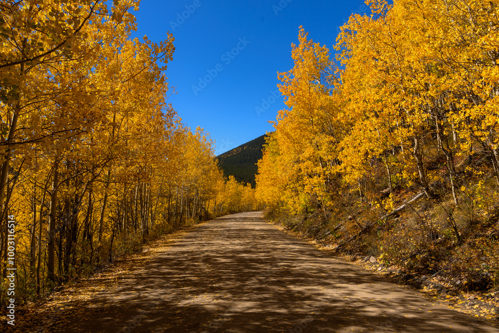 Obraz premium Boreas Pass features a dirt road with stunning views of the beautiful aspen trees, Colorado in autumn