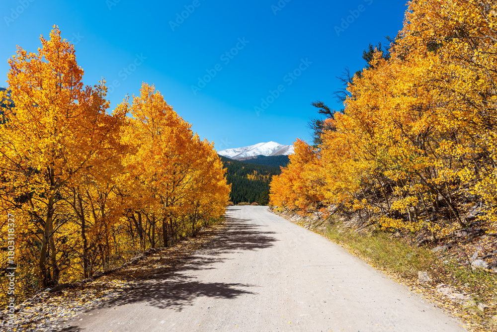 Fototapeta premium A Colorado Mountain Road Trip, The Fall Journey at Boreas Pass, Snow-Capped Mountains and Golden Foliage
