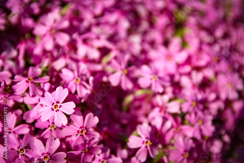 background beautiful live flowers