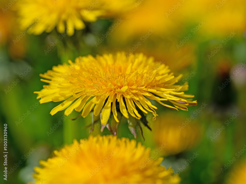 Blühender Löwenzahn, Taraxacum, im Frühling Blühender Löwenzahn, Taraxacum, im Frühling