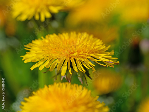 Blühender Löwenzahn, Taraxacum, im Frühling photo