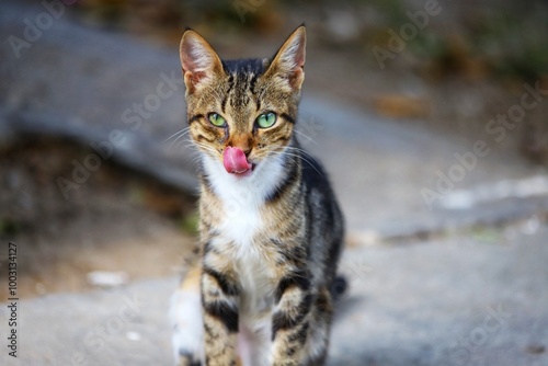 Homeless cat on Tunisian street, Close up. photo