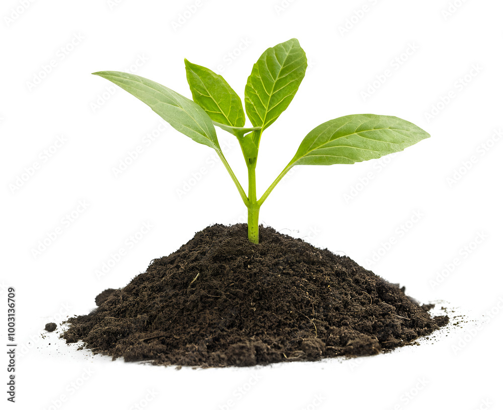 young plant isolated, concept save soil, seeding, agriculture young plant isolated, concept save soil, seeding, agriculture