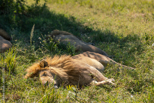 Sleeping lion photo