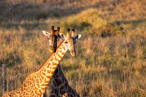 Photography Two giraffe in the savannah