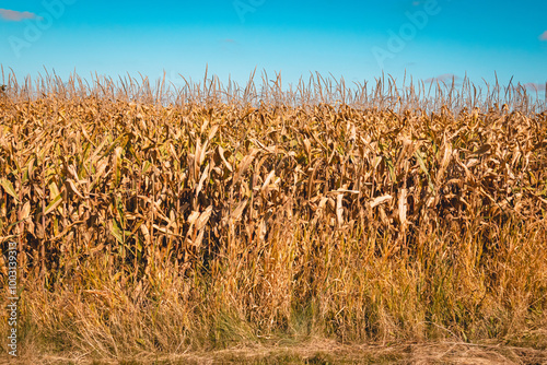 Agriculture - corn field at fall - texture