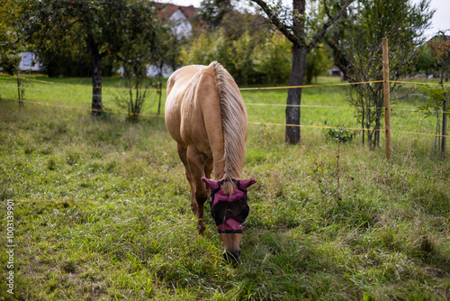 Ein größeres Hauspferd mit einer Fliegenmaske frisst genüsslich die Gräser