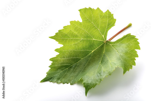 fresh young vine leaf, grapevine isolated on white background