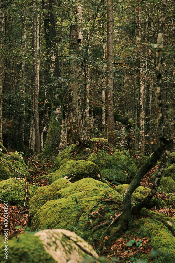 Close-up shot of mossy rocks in a lush, green forest. The sunlight filters through the dense canopy of trees, creating a sense of mystery and tranquility. Nature, environmental, and woodland themes. Close-up shot of mossy rocks in a lush, green forest. The sunlight filters through the dense canopy of trees, creating a sense of mystery and tranquility. Nature, environmental, and woodland themes.