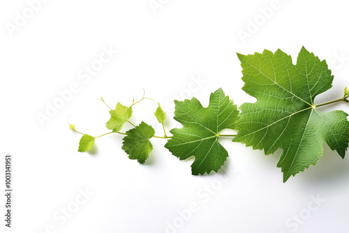 fresh young vine leaf, grapevine isolated on white background