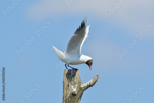 Lachmöwe
