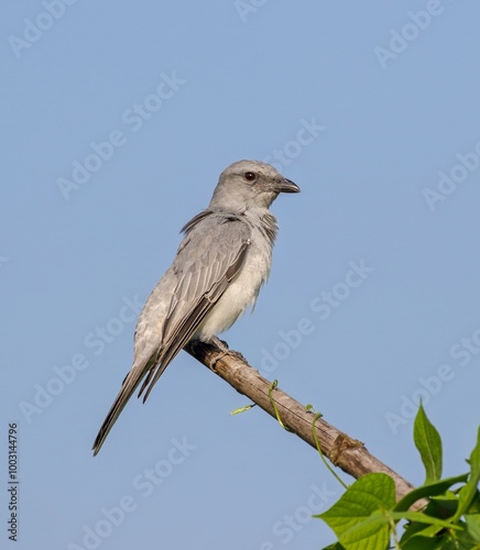 close up photo of large cuckooshrike.large cuckooshrike is a species of cuckooshrike found in the Indian Subcontinent and depending on the taxonomic treatment used, Southeast Asia. photo