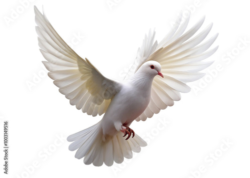 Flying pigeon bird isolated on white background. 