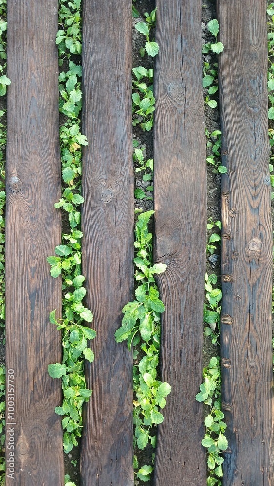 Brushed boards on the ground with mustard sprouts Brushed boards on the ground with mustard sprouts