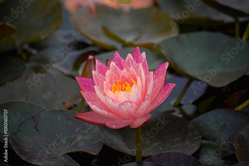 pink water lily
