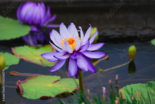 water lily