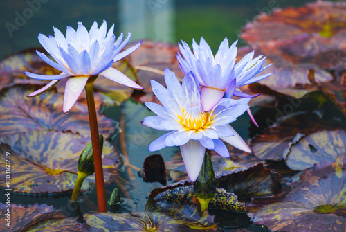 water lily in the pond