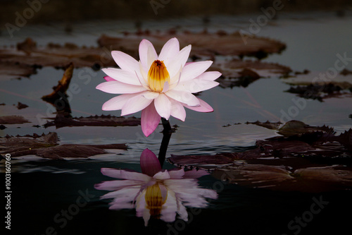 Reflection
