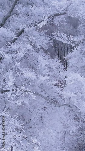 Tree covered in frost in a snowy forest in winter. Cold frosty weather. Winter background