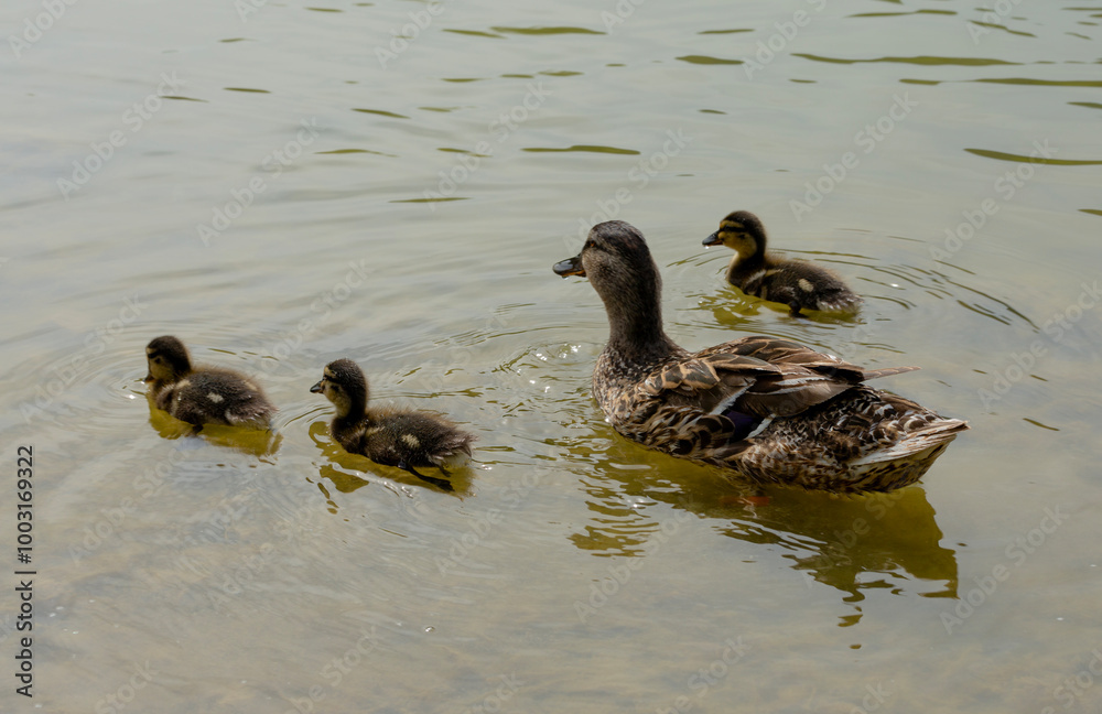 A duck with ducklings swims on the lake A duck with ducklings swims on the lake
