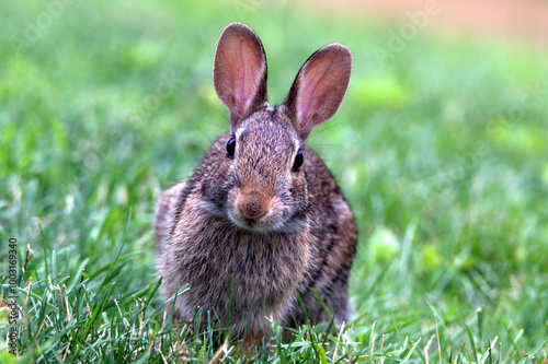 rabbit in the grass