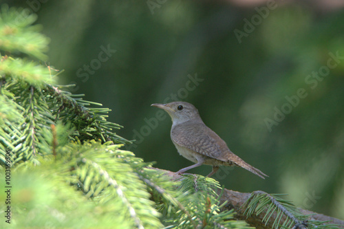 House Finch
