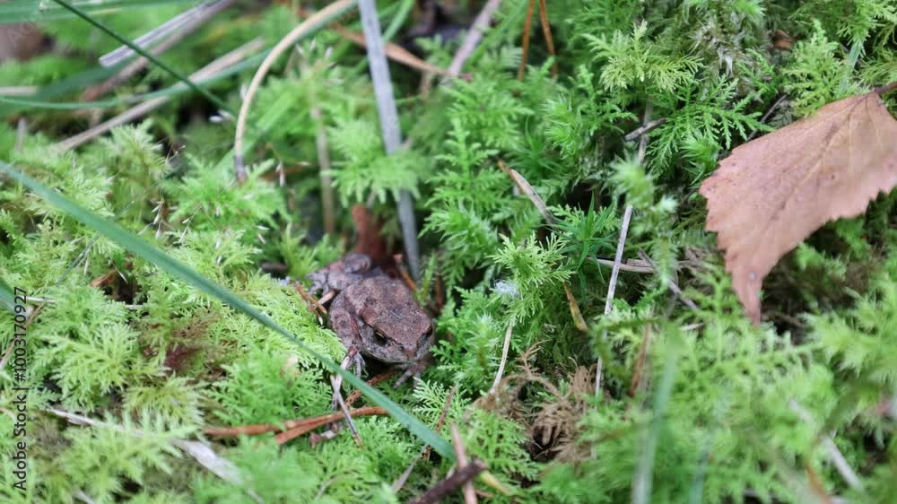 Tiny frog. Green moss and nature. Close up. Background video concept. Hässelby, Sweden. Tiny frog. Green moss and nature. Close up. Background video concept. Hässelby, Sweden.