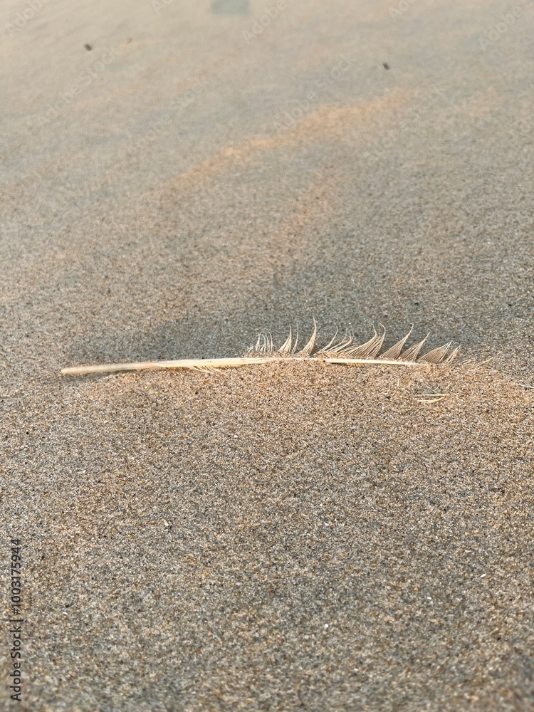 A bird's feather lies blown in the sand on the beach 