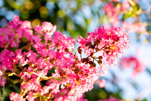 Large flowers of pink lagerstroemia on a sunny day against the background of blue sky