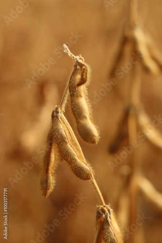 A ripe soybean ear is ready for harvesting.