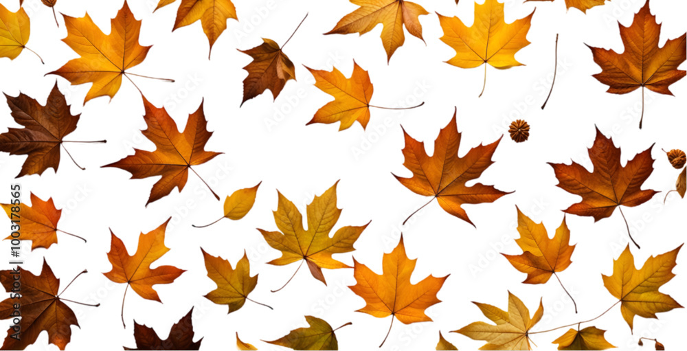 Scattered Autumn Leaves on a White Background Scattered Autumn Leaves on a White Background