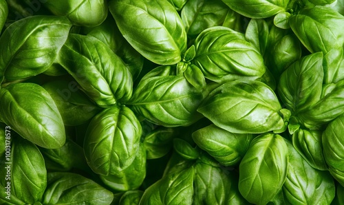 Basil, Campania region, southern Italy, Europe